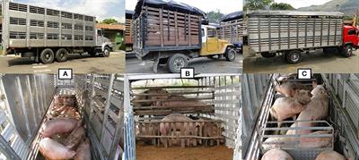 Field Trial of Factors Associated With the Presence of Dead and Non-ambulatory Pigs During Transport Across Three Colombian Slaughterhouses